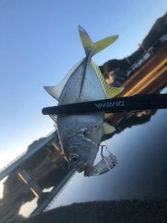 メッキの釣果