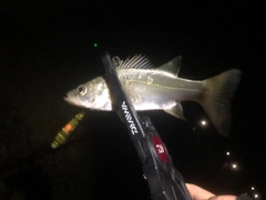 セイゴ（ヒラスズキ）の釣果
