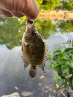 ナイルティラピアの釣果