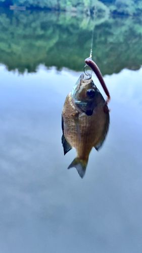 ブルーギルの釣果