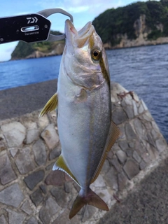 シオの釣果