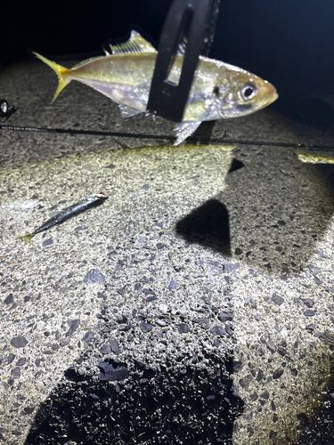 釣果