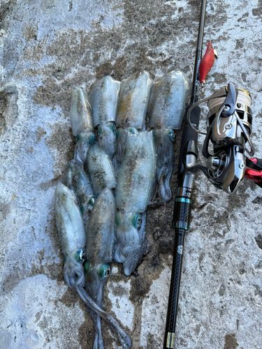 アオリイカの釣果
