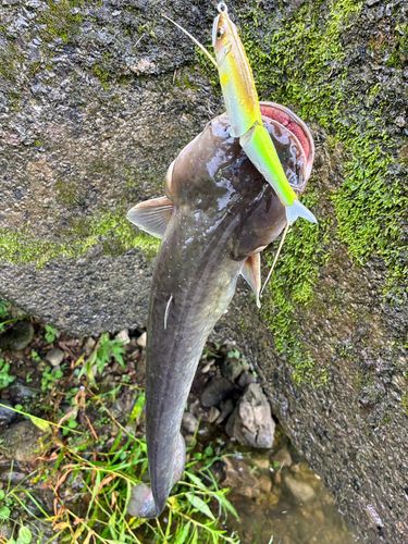 ナマズの釣果