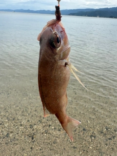 チャリコの釣果