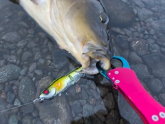 コイの釣果