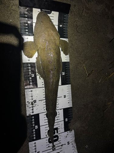 マゴチの釣果
