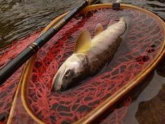 ヤマメの釣果