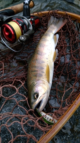 アマゴの釣果