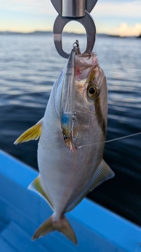 ネリゴの釣果