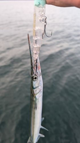 ダツの釣果