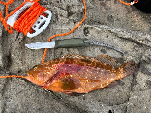 アコウの釣果