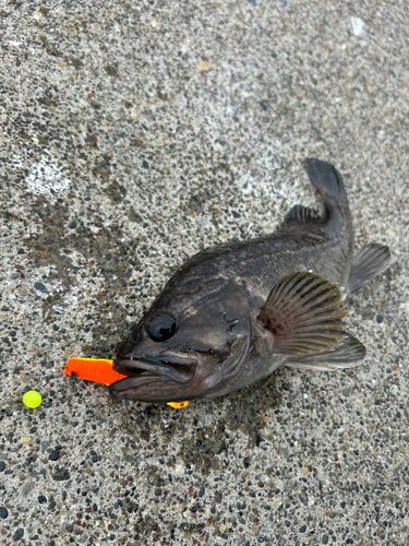 クロソイの釣果