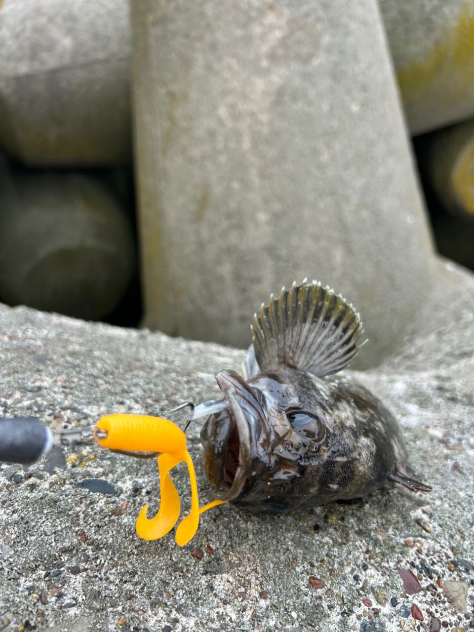クロソイ