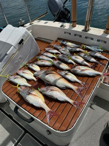 マダイの釣果