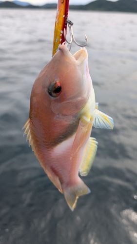 イラの釣果