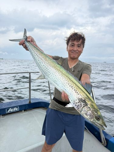 サワラの釣果