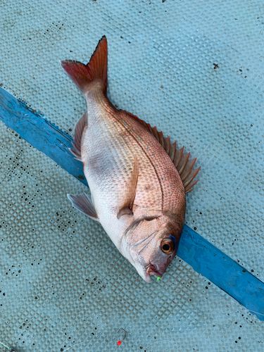 マダイの釣果
