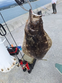 ヒラメの釣果
