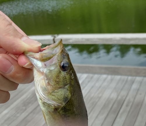 さつま湖