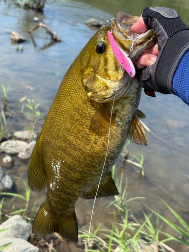 スモールマウスバスの釣果