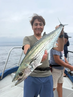 サワラの釣果