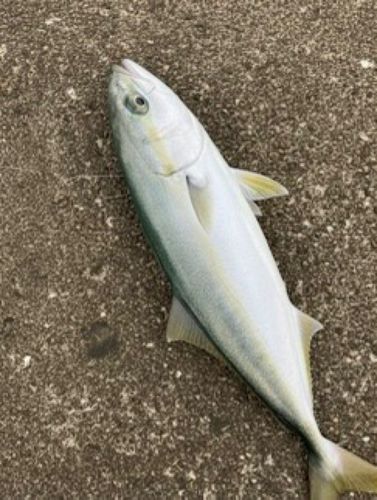 イナダの釣果