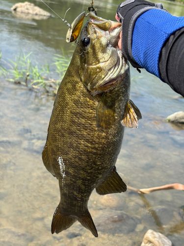 スモールマウスバスの釣果
