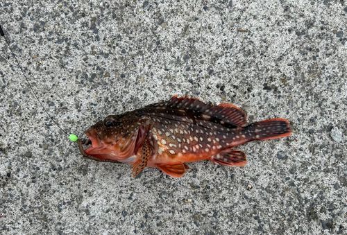カサゴの釣果