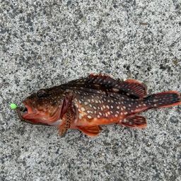カサゴ