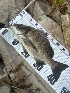 チヌの釣果