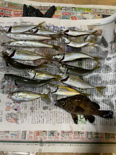 アジの釣果