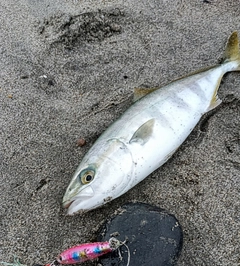 ワカシの釣果