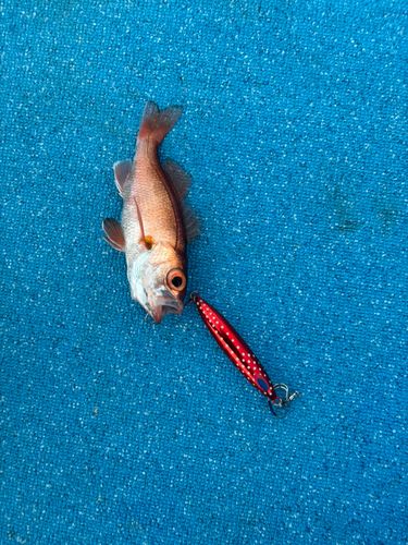 アカムツの釣果