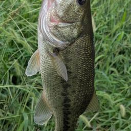 ラージマウスバス