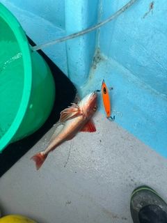 ホウボウの釣果