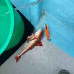 ホウボウ