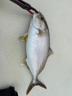 カンパチの釣果