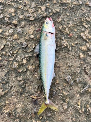 サバの釣果