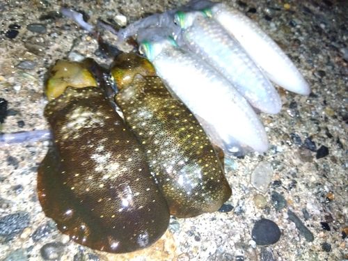 アオリイカの釣果