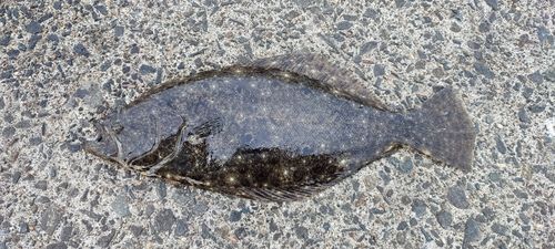 ヒラメの釣果