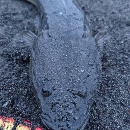 マゴチ