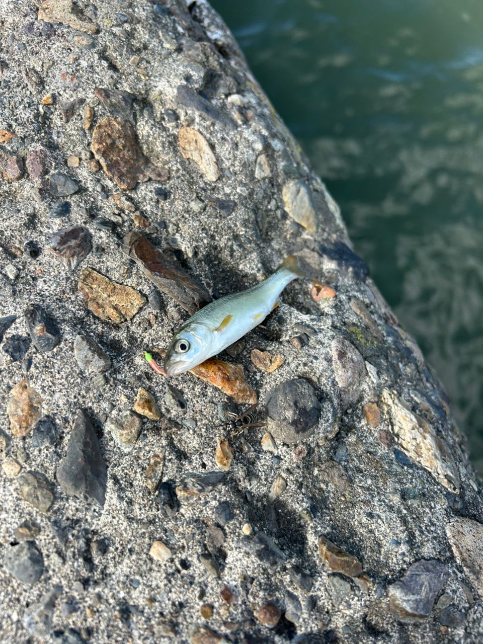 ウグイ
