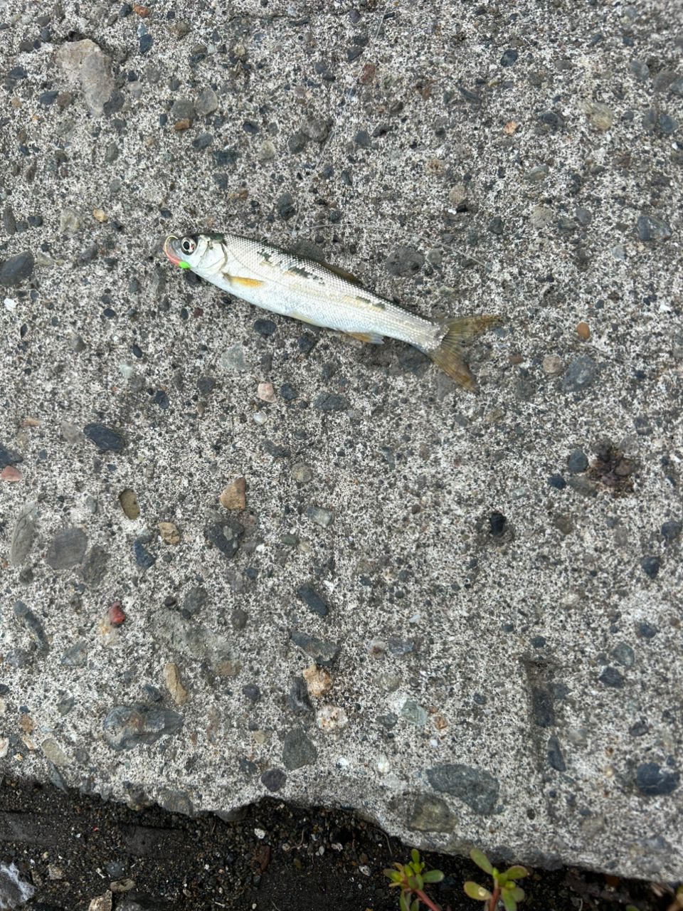 ウグイ