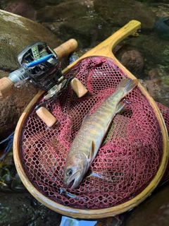 イワナの釣果