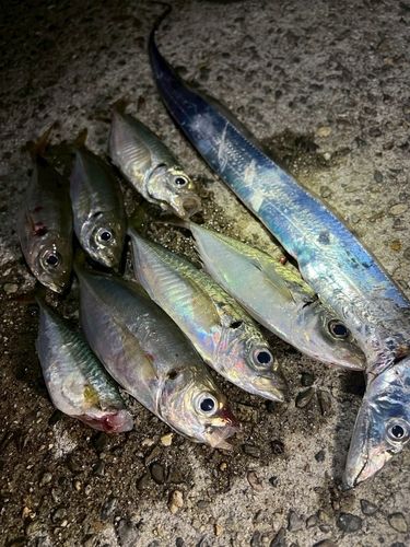 アジの釣果