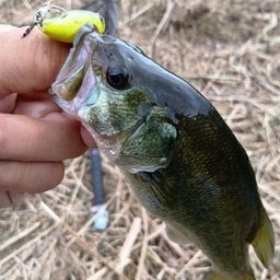 ラージマウスバス