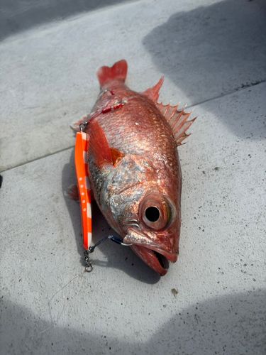 アカムツの釣果