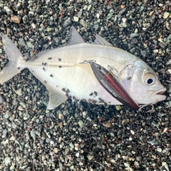 メッキの釣果