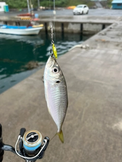 マアジの釣果